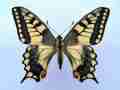 Papilio machaon (cold shock abb A) (Internet Image property of respective owner, non-commercial use only)